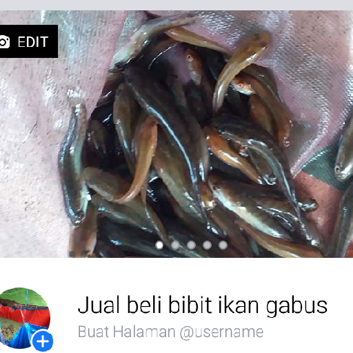 Jual Bibit Ikan Gabus