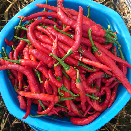 Buah Sayur Segar