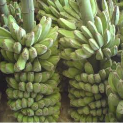 Pisang Jaya