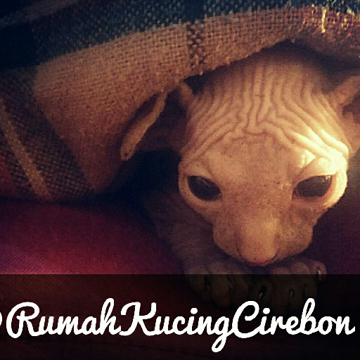 Rumah Kucing Cirebon