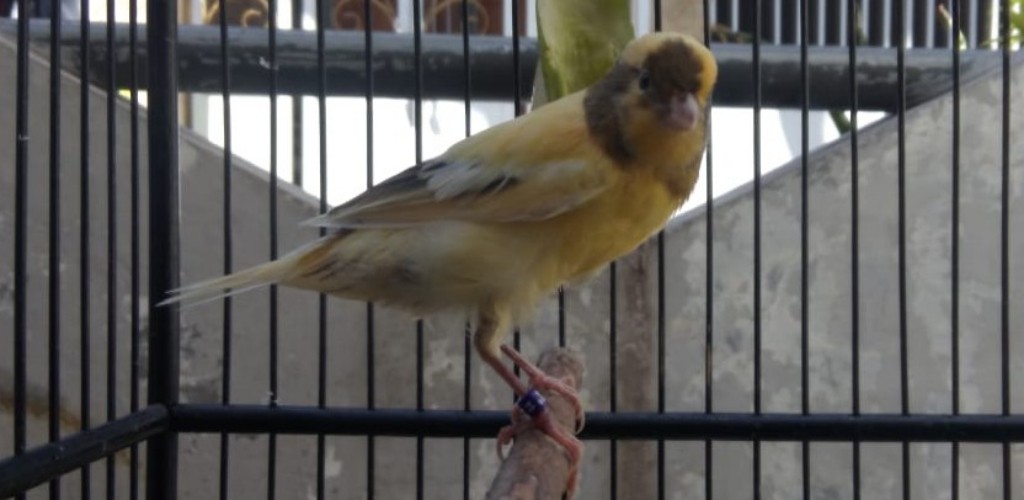 Menjelajah Dunia Maya: Latar Belakang Jual Beli Burung Online di Indonesia