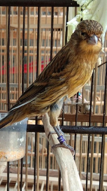 Pasar Burung di Era Digital: Melihat Tren dan Tantangan Situs Jual Beli Burung Online