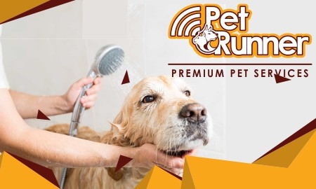 Pet Runner-Premium Pet Service 5