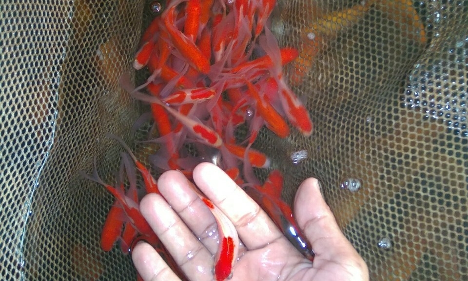 KOTAFISH  0