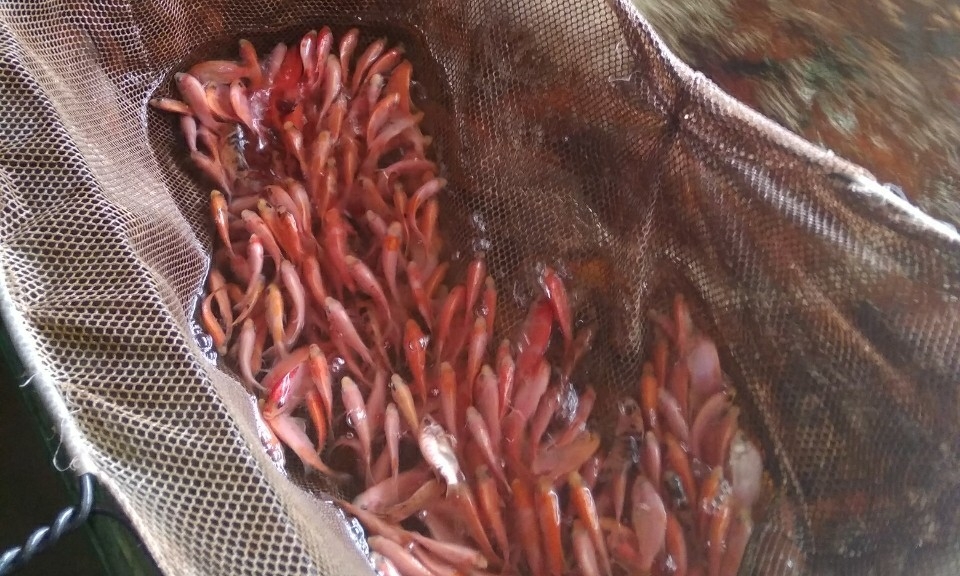 KOTAFISH  1