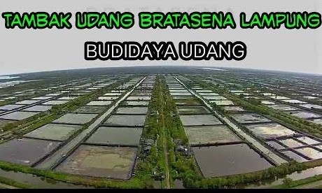 waroenksasukaviral online 1