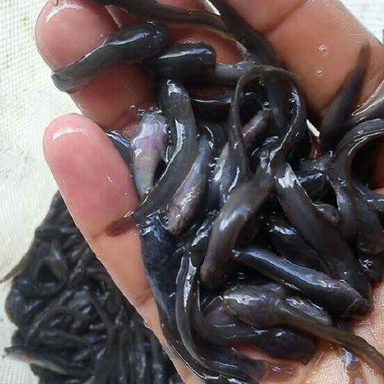Bibit Anakan Ikan Lele Super 3