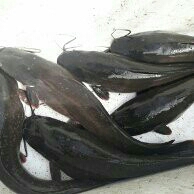 Bibit Indukan Ikan Lele 2