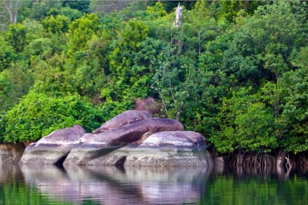 Bintan Mangrove Relaxing Tour 2