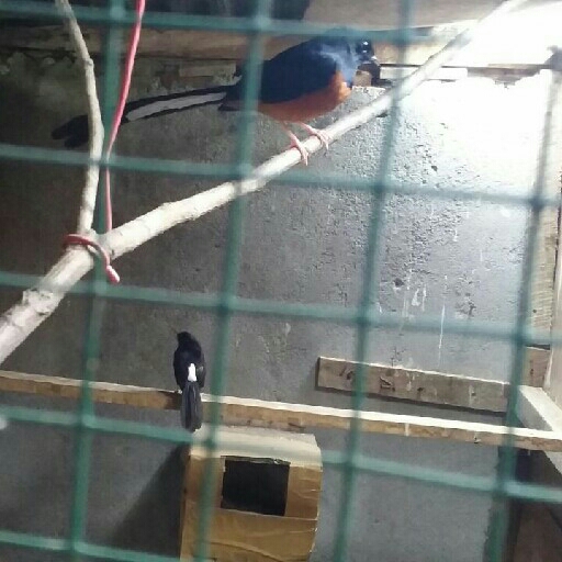 Burung Murai 2