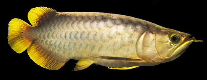 Ikan Arwana Banjar (Banjar Red Arowana)