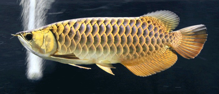 Ikan Arwana Black Golden (Golden Based Black)