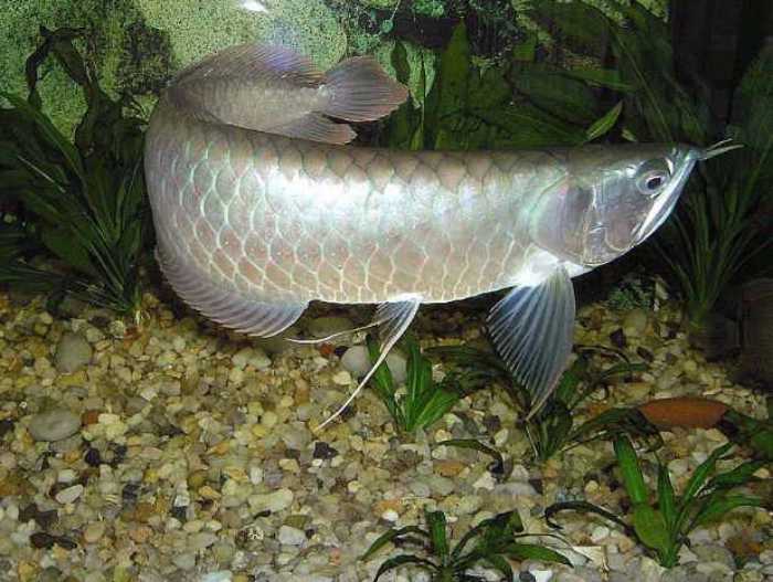Ikan Arwana Brasil (Silver Arowana)