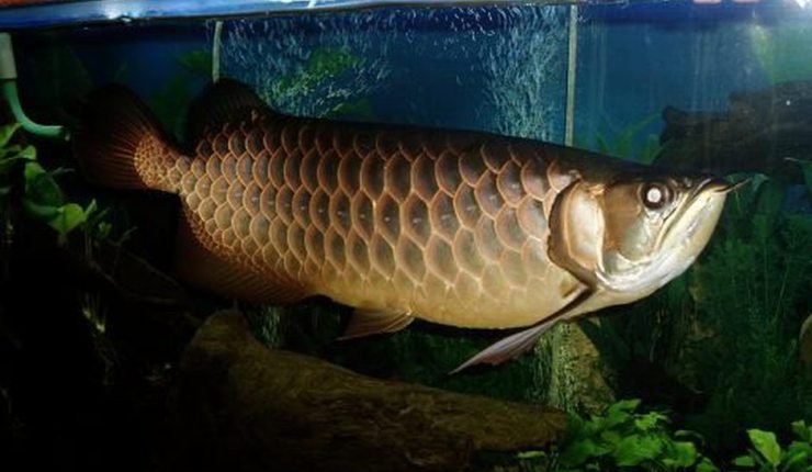 Ikan Arwana Papua (Jardini Arowana)