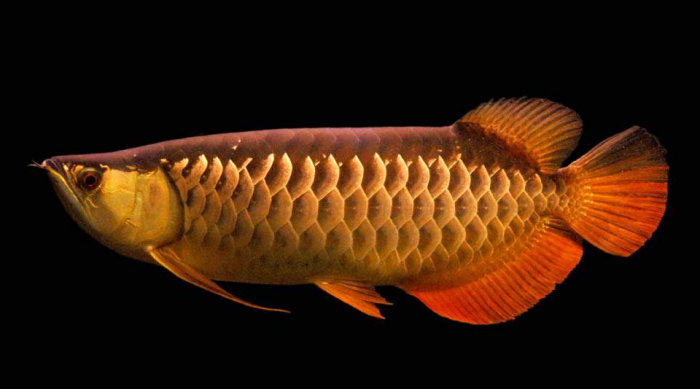 Ikan Arwana Red Tail Golden