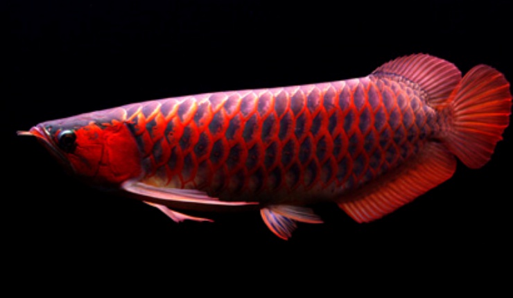 Ikan Arwana Super Red 