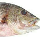 Kampoh 2