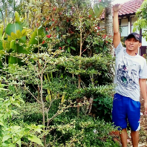 Ketapang 2 Mtr- Rp  55000 2