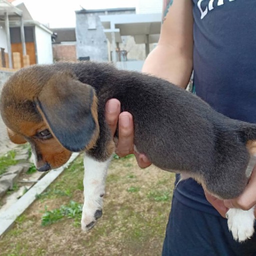 Mini Beagle 2
