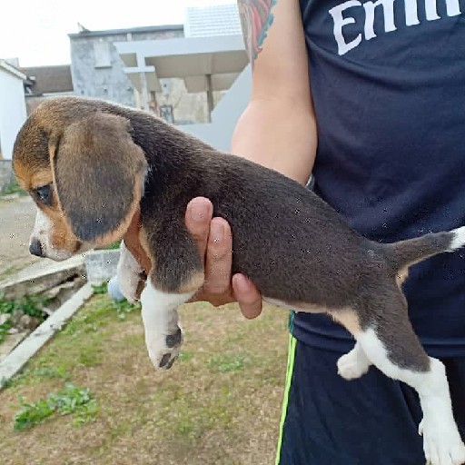 Mini Beagle 3