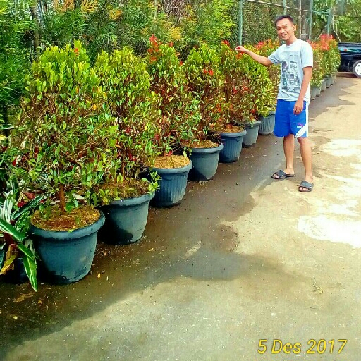 PUCUK MERAH  1 Mtr - Rp 150000 2