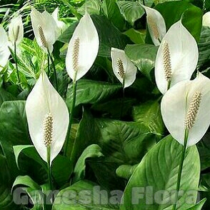 Peace Lily 3