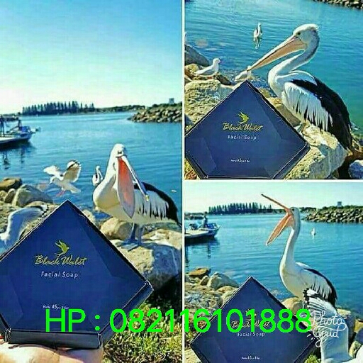 Produk Sabun Black Walet 4