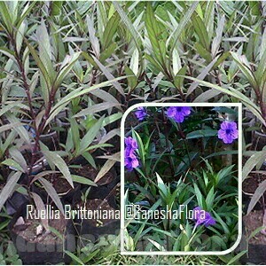 Ruellia Britoniana 2