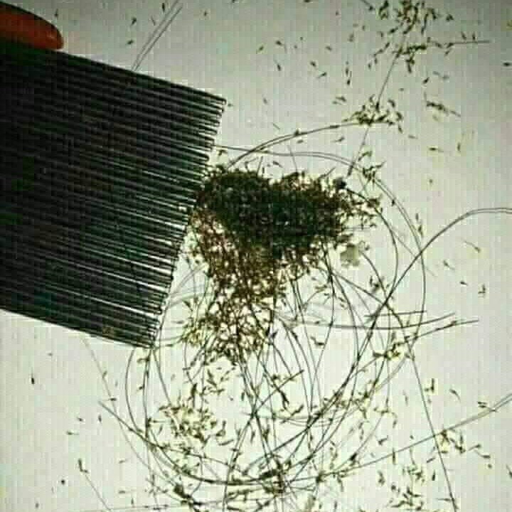 Sisir Kutu 2