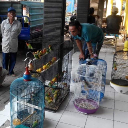 TOKO PAKAN BURUNG Jangkrik Miled kenari seed Pokpan Ulat 2