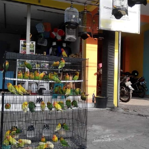 TOKO PAKAN BURUNG Jangkrik Miled kenari seed Pokpan Ulat 3