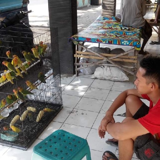 TOKO PAKAN BURUNG Jangkrik Miled kenari seed Pokpan Ulat 4