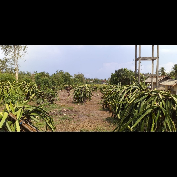 Tanah di Sambalia - Lombok Timur 5