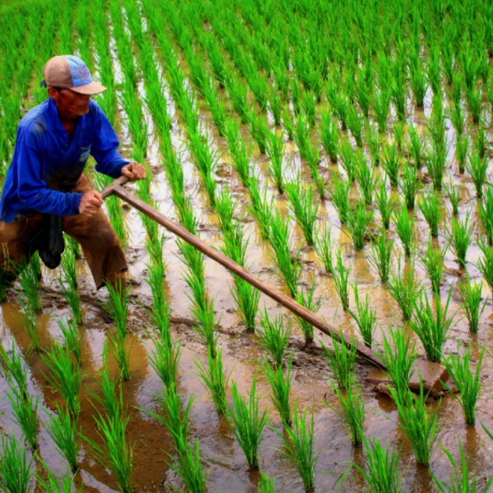 Wisata Sawah Lowa 2