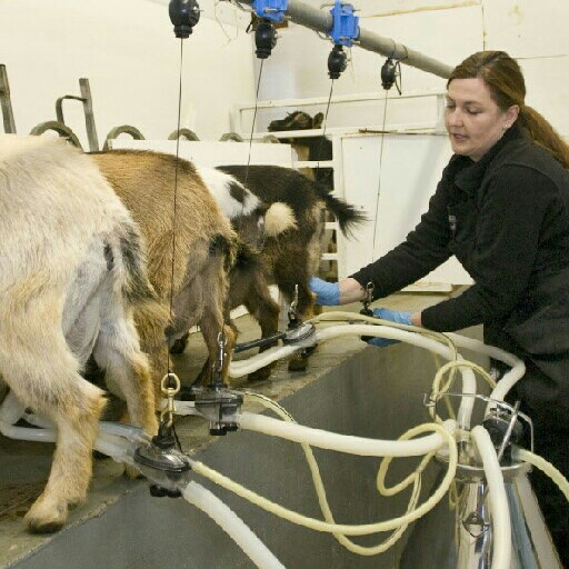 fix milking 4 ekor 2