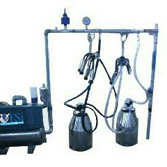 fix milking 4 ekor 3