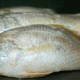 ikan gulama 2