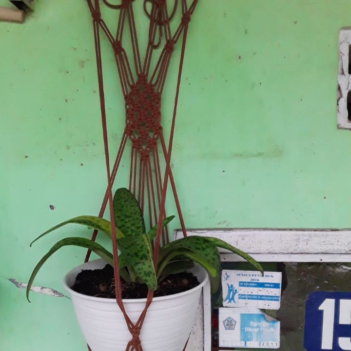 macrame plant hanger 3