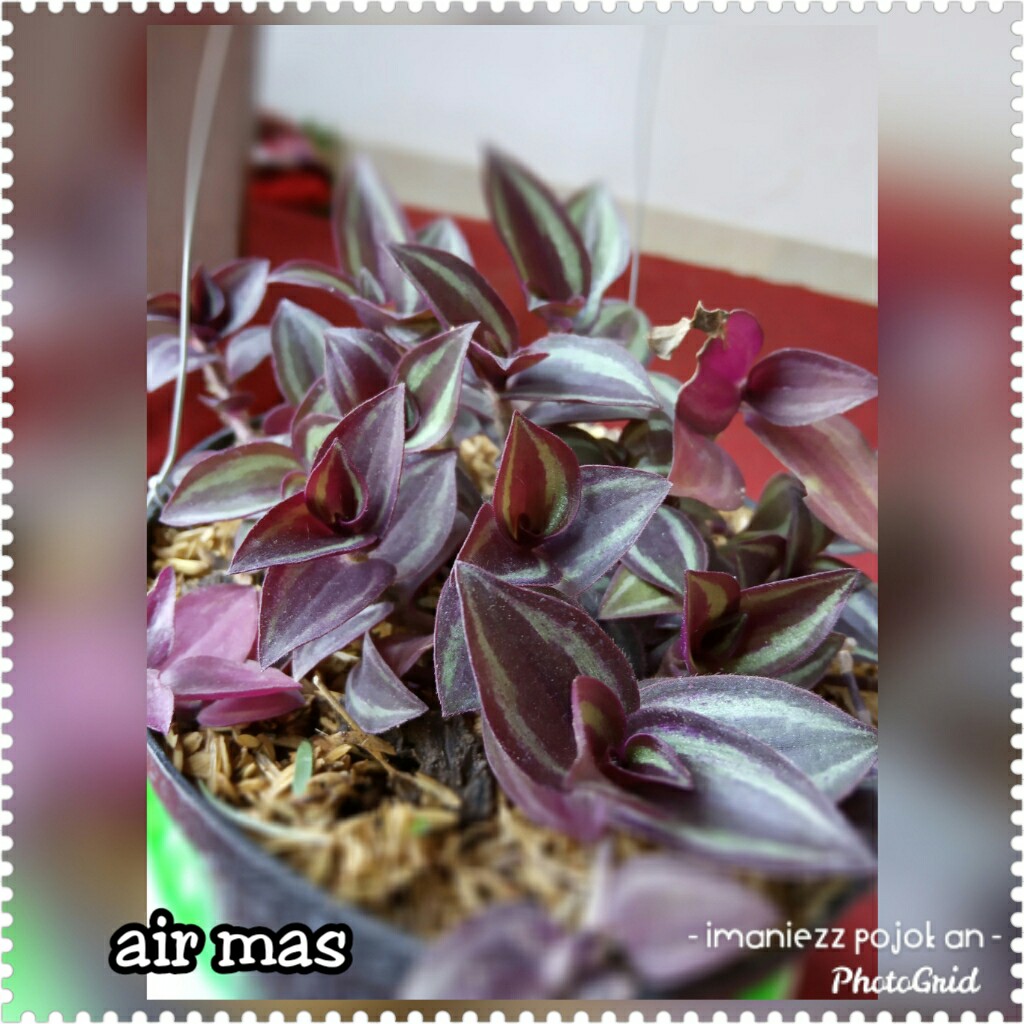 AIR MAS