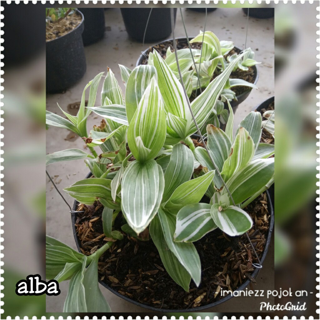ALBA