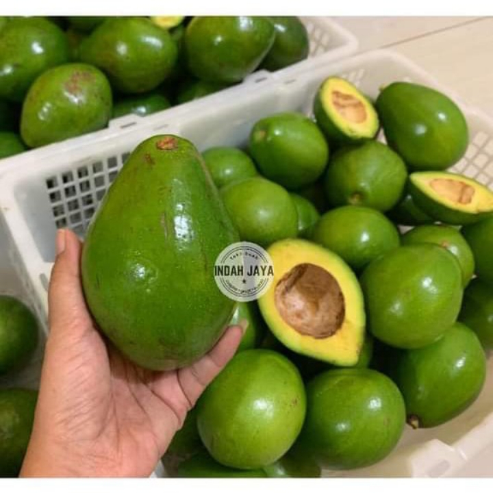 ALPUKAT MENTEGA SUPER 2