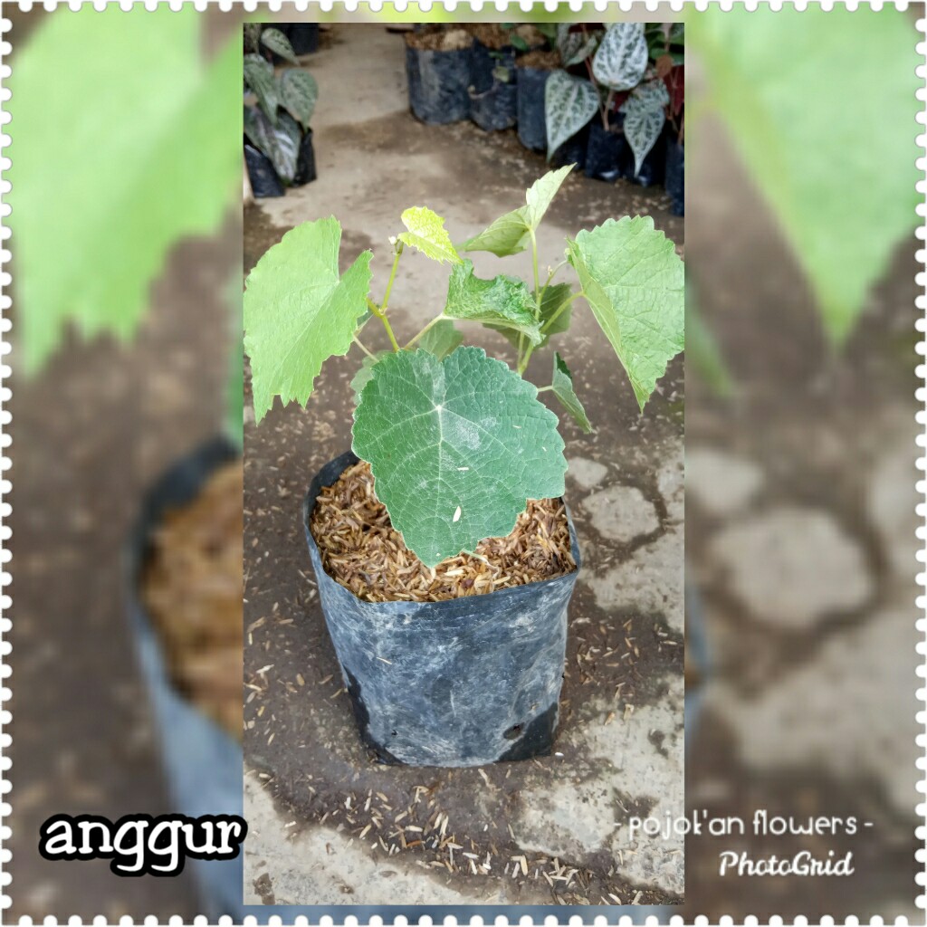 ANGGUR