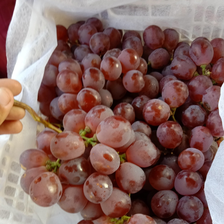 ANGGUR IMPORT MERAH