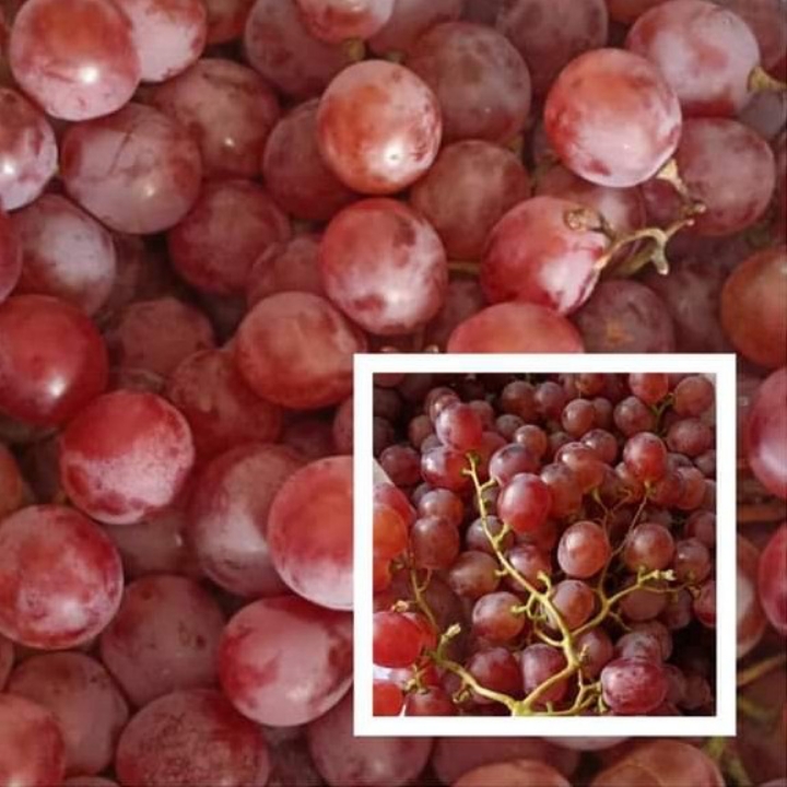 ANGGUR IMPORT MERAH 2