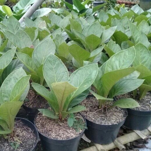 ANTHURIUM JENMANII SAWI