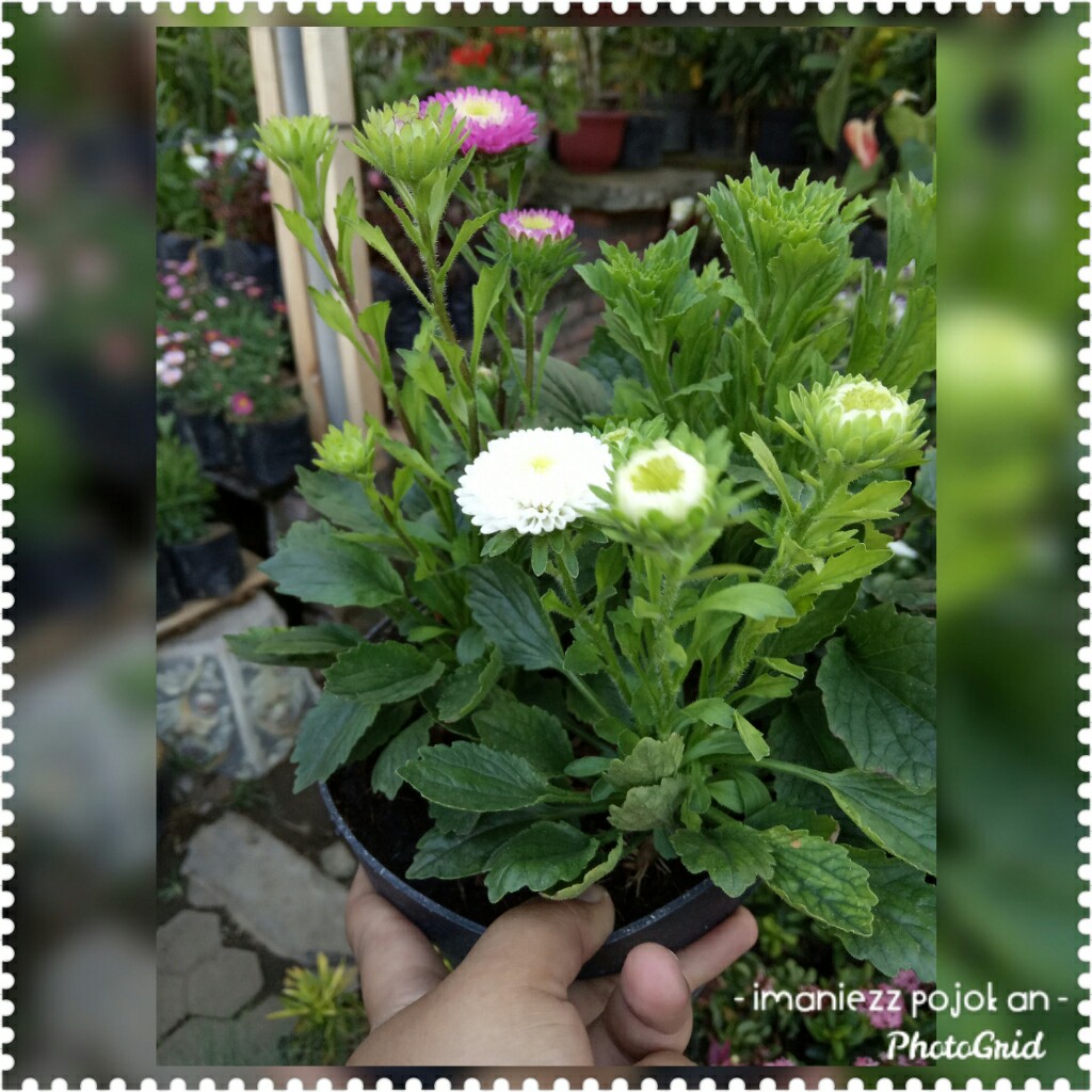 ASTER