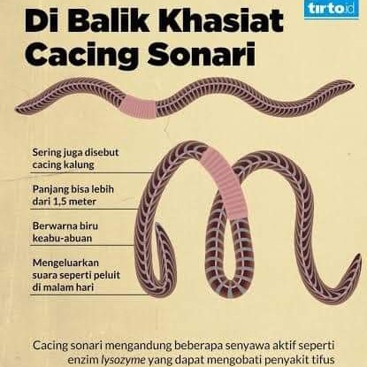 Air Cacing Sonari 2