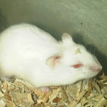 Albino