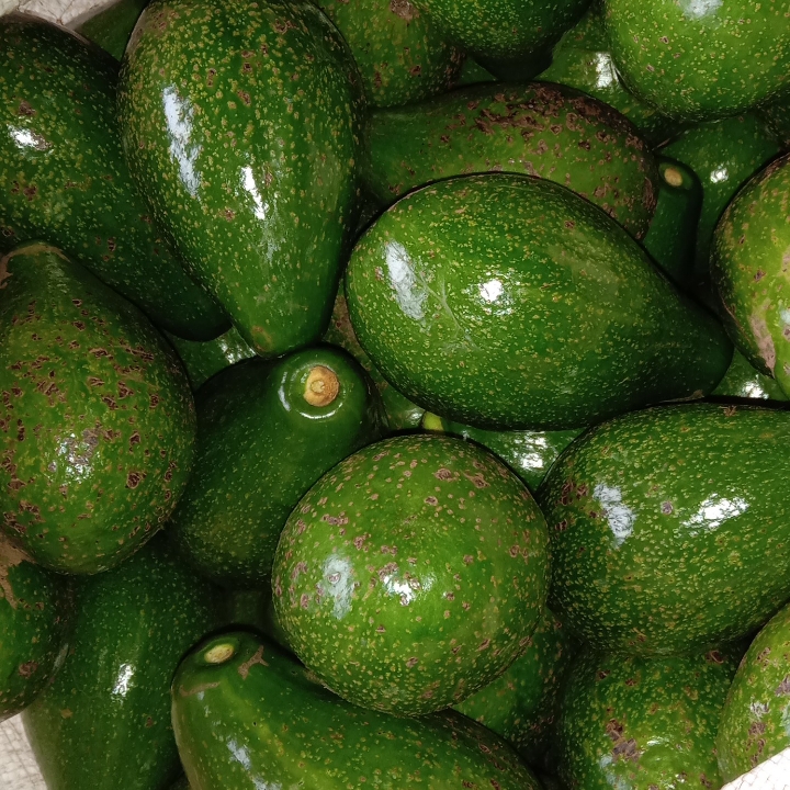 Alpokat Per Satu Kg
