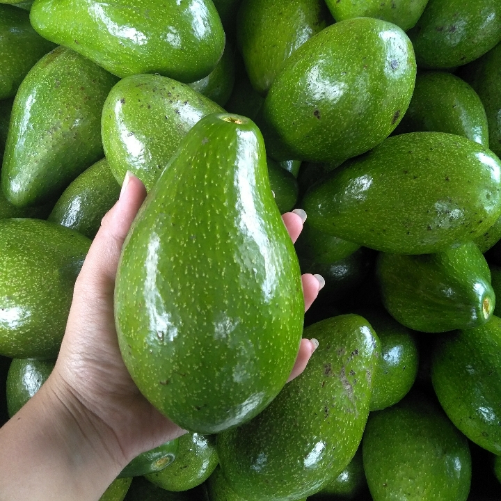 Alpukat Manohara